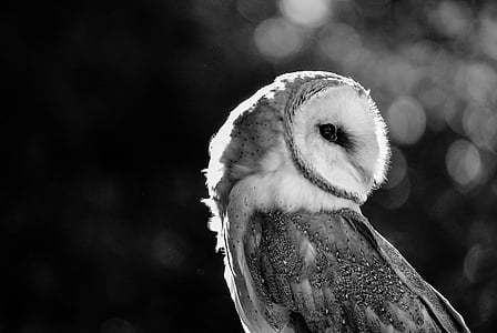barn owl, predator, bird, eyes, nocturnal, face, profile