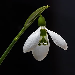 closeup, fotografija, balta, Snaigė, žalia, Snieguolė, gėlė