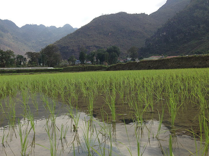 Vietnam, rýže, pole, Mai chau, zemědělství, rýžového pole