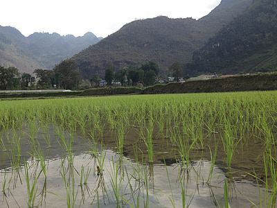 Vietnam, rizs, a mező, mai chau, mezőgazdaság, Rizsföld