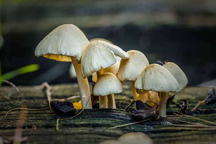 mushroom, battery, hatter, spore, nature, autumn, forest