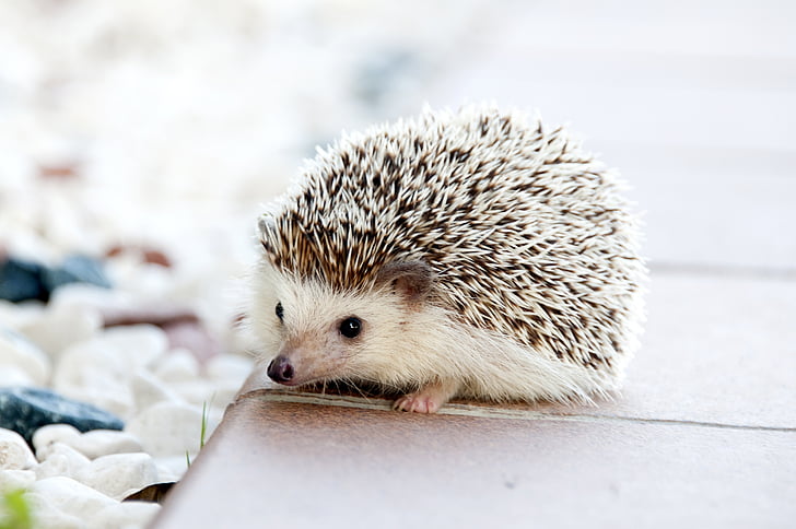 Ježevi  Animal-cute-hedgehog-spikes-preview