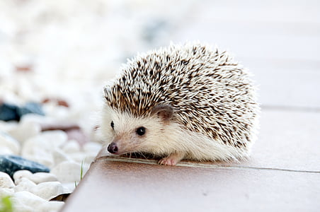 animal, cute, hedgehog, spikes