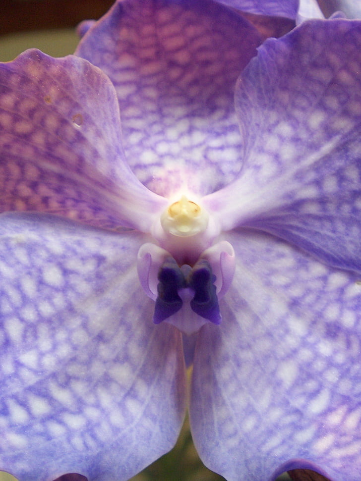 orchidėja, gėlė, violetinė gėlė, gėlės, Gamta, augalų, Žiedlapis
