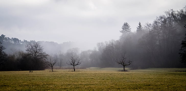 пейзаж, мъгла, природата, настроение, дърво, мъгла, гора
