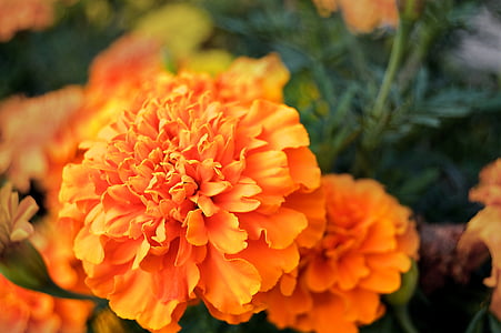 λουλούδι, άνθος, άνθιση, ώχρα, φύση, φυτό, άνθος πορτοκαλιάς
