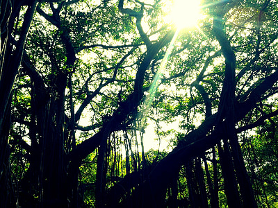 Canopy, Tyndall effekten, solstrålar, skogen, träd