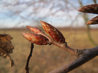 クマシデ属 betulus, 欧州シデ, 一般的な honrbeam, 芽, 春, ツリー, フローラ