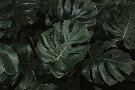 green, leaf, plant, nature, blur