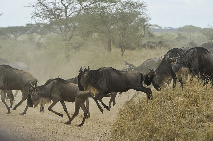 wildebeests, flokk, GNUs, Wild, kjører, Serengeti, Savannah