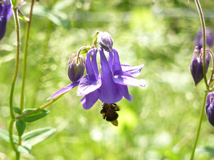 columbine, flower, violet, bee, spring, nature, purple