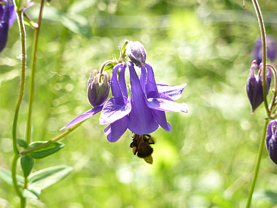 Akelei, Blume, violett, Biene, Frühling, Natur, lila
