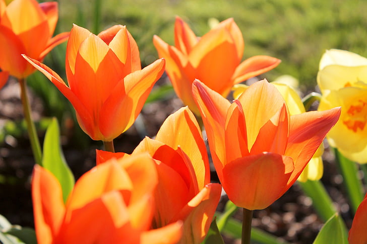 tulipanes, naranja, primavera, floración, florece, pétalos de, flor