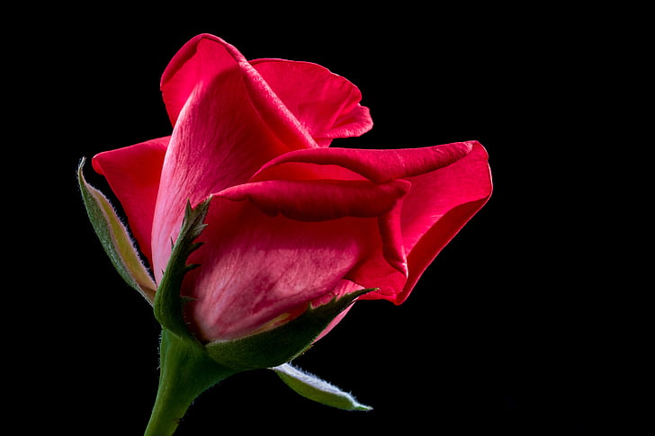 levantou-se, rosa vermelha, flor, flor, flor, natureza, pétala