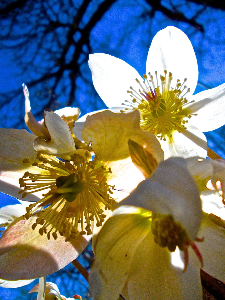 Paskalya çiçekler, Beyaz, pistils