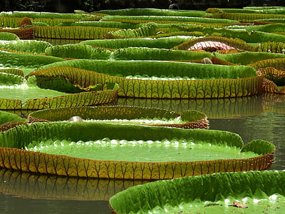 water lily, victoria, giant water lily, aquatic plants, nature, green, huge seerosenblätter