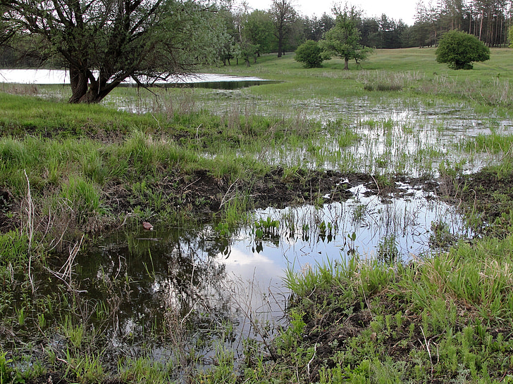 lake, meadow, nature