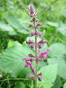 stachys slyvatica, hedge woundwort, hedge nettle, wildflower, flora, botany, inflorescence