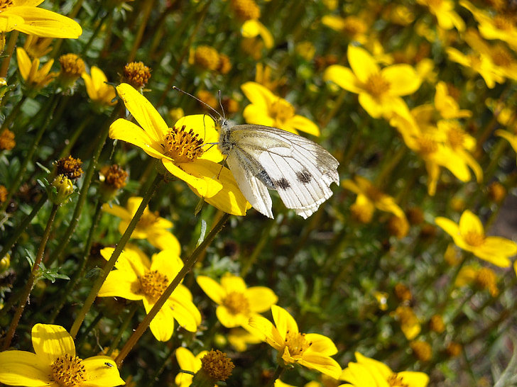 Motýli, zelí bílé, žluté květy, květiny pole, Příroda, hmyz, Flora a fauna