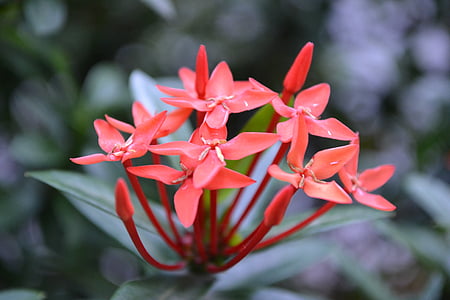 Santan, kukka, kanakambaram kukka, punainen kukka, Sri Lankassa, Vihreät lehdet, kanakambaram