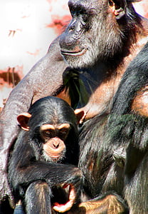 nature, animal world, ape, chimps, zoo, old and young, family