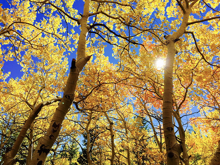 listy, na podzim, Au, podzim, sezóny, strom, Příroda