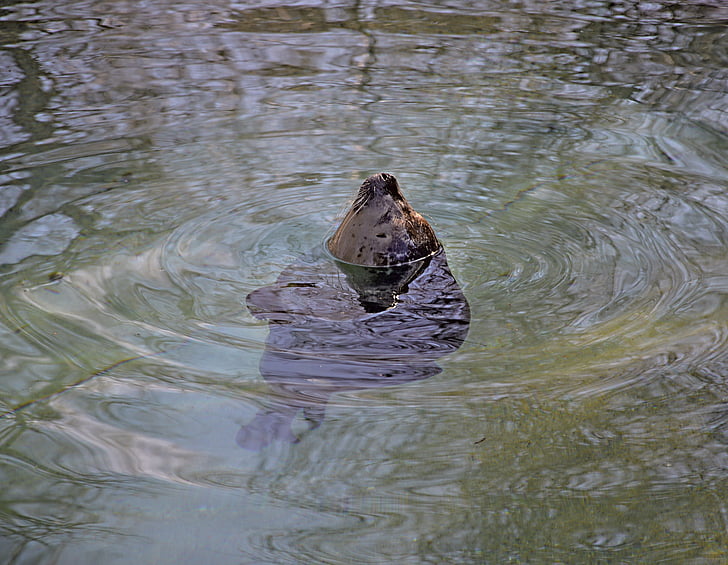 Robbe, water, Seal, zwemmen, dierentuin, natuur, meeresbewohner