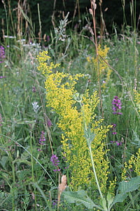 Galio blanco, flores, Galium, a base de hierbas, remedio, Rubiaceae, verum