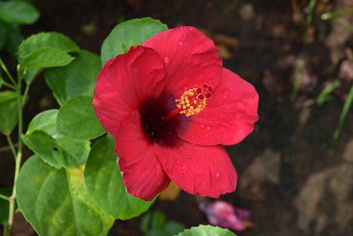 Ιβίσκος Ρόζα-sinensis, λουλούδι, ματζέντα