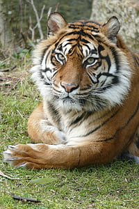 Harimau, Sumatera, Laki-laki, satu binatang, hewan di alam liar, hewan tema, hari