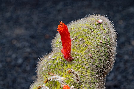 Jardin de cactus, Cactus, Lanzarote, Spanje, Afrika attracties, Guatiza, Lava