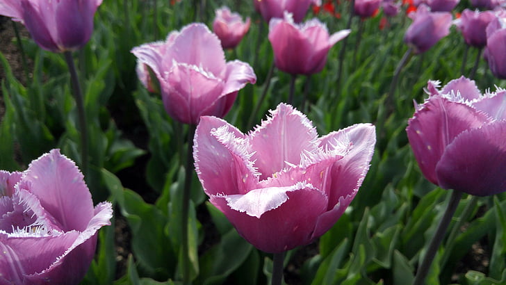flores, tulipas, jardins, Primavera, floral, flor, -de-rosa