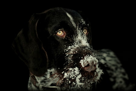 dog, animal, german wirehaired, hunting dog, purebred dog, pet, hundeportrait