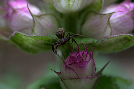 edderkop, sort, blomst, arachnid