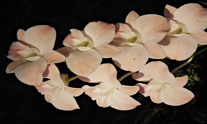 Orhideja, Taizeme, ziedi, baltas ziedlapas