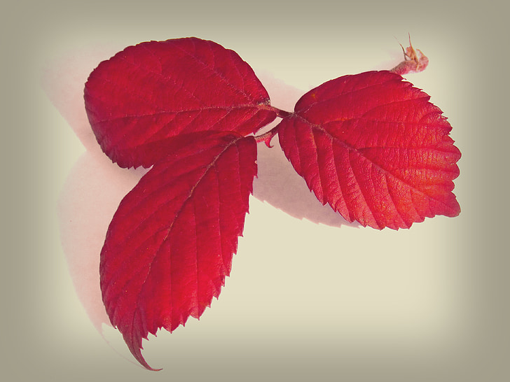 foglie, foglie rosse, BlackBerry, natura morta, bellezza, Zarza, rosso
