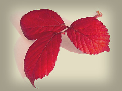 foglie, foglie rosse, BlackBerry, natura morta, bellezza, Zarza, rosso
