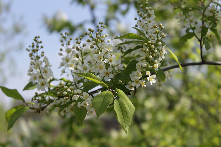 bird cherry, bird-cherry branch, macro photography, bloom, closeup, bird-cherry tree, spring