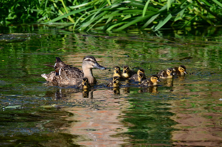 ducks, chicks, cute, young bird, waterfowl, duck family, bird
