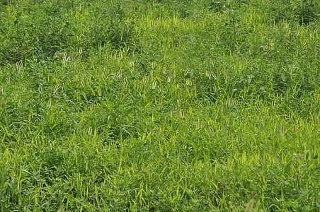 herbe verte, Prairie, mauvaises herbes, Setaria viridis, vert, plante, alimentation vivante