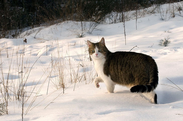 kaķis, skumbrijas, sniega, ziemas, dzīvnieku, mājas kaķis