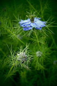 bud, makro, puķe, zila, dārza