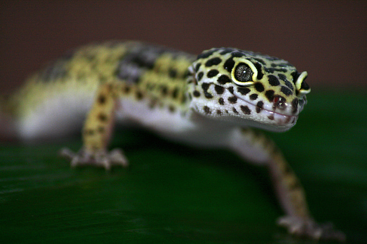 Gecko, σαύρα, leoperdgecko, φύση, πλάσμα, ερπετό, ζώο