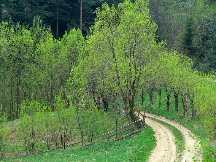 willow, way, country road, spring, green, tree, mountains