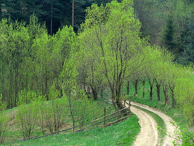 Willow, cara, jalan negara, musim semi, hijau, pohon, pegunungan