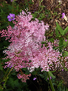 Mini flores, jardín, rosa, macro, púrpura rosado, planta, primavera