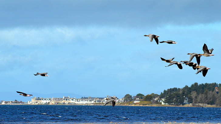 ptáci, husy, Findhorn bay