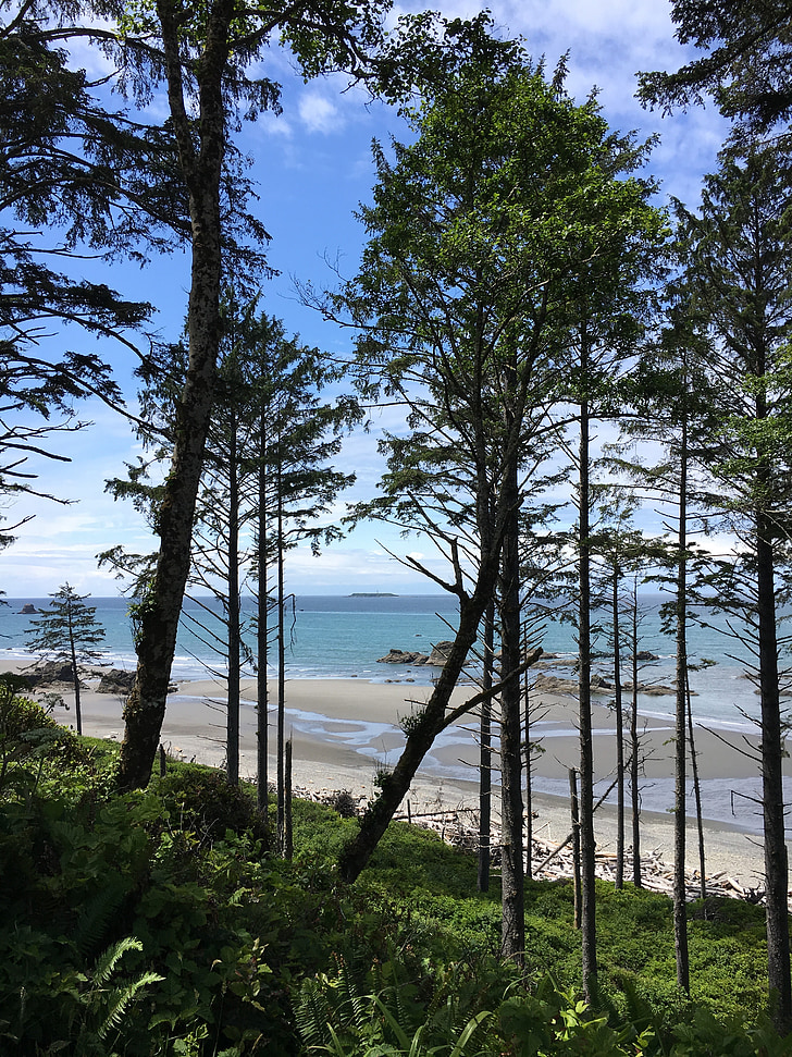 delstaten Washington, träd, douglasgran, kusten, Ocean, stranden, loggarna