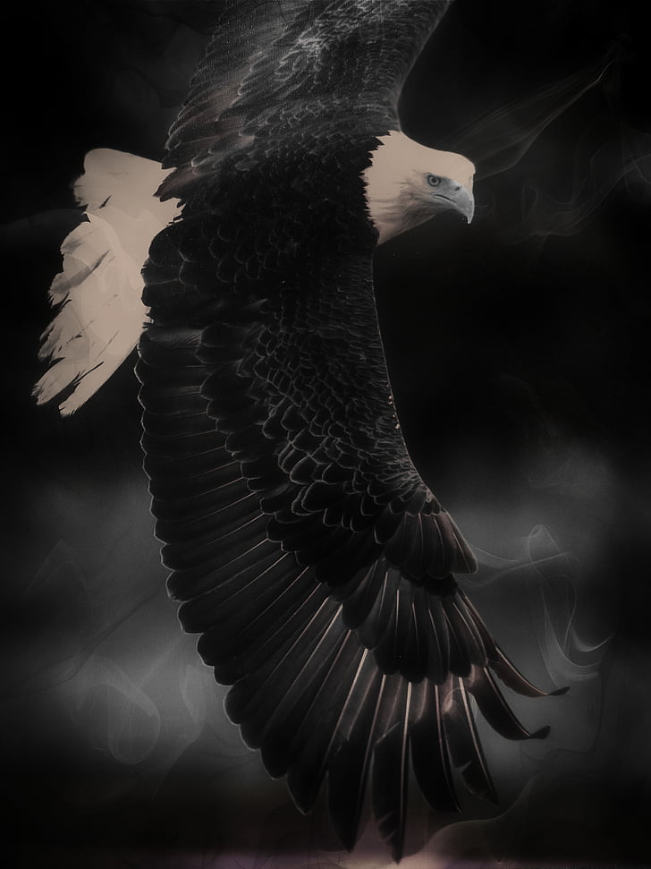 Raja udara, burung, Predator, berbulu, simbol, mangsa, sayap
