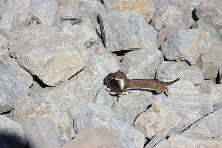 ontario weasel, wild, mammal, mustelidae, rocks, vole, predator